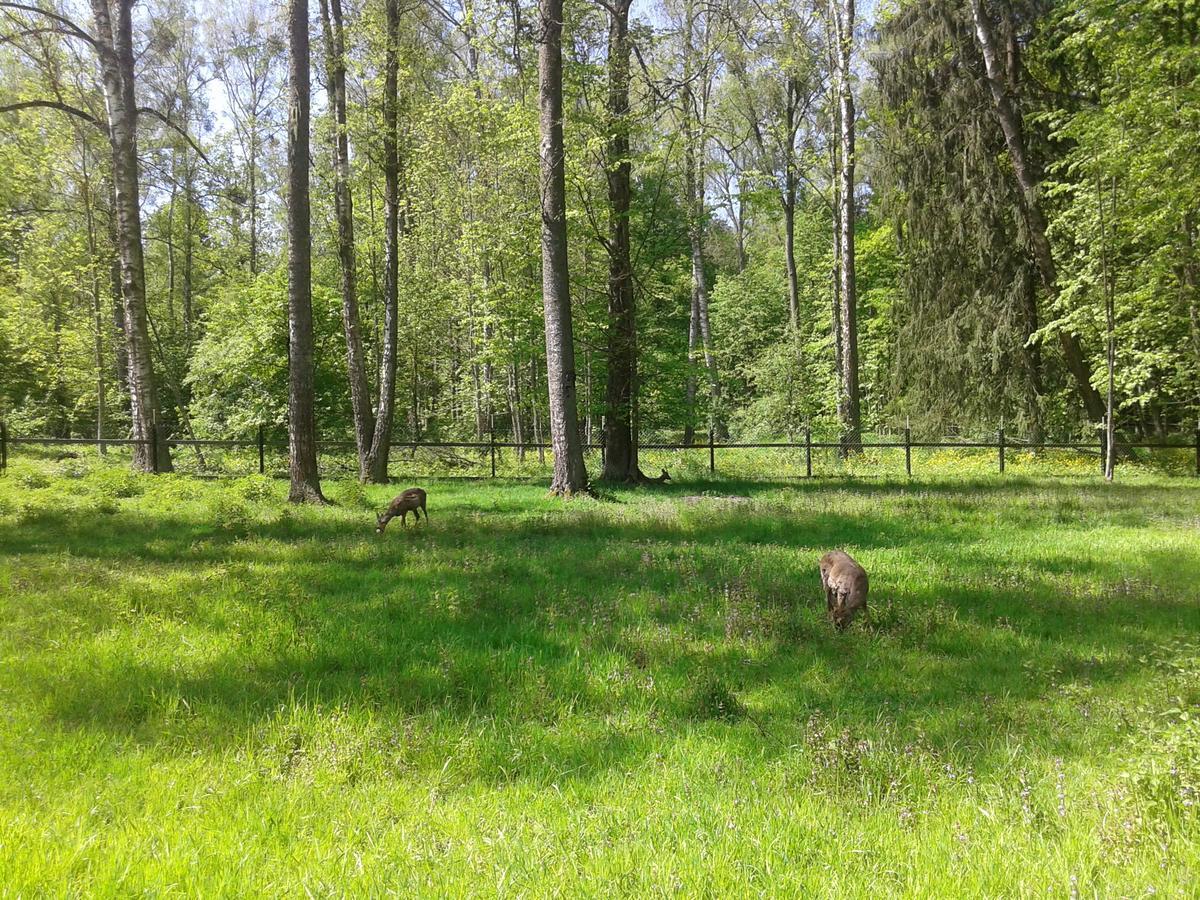 Cztery Pory Roku Guest House Białowieża Екстериор снимка