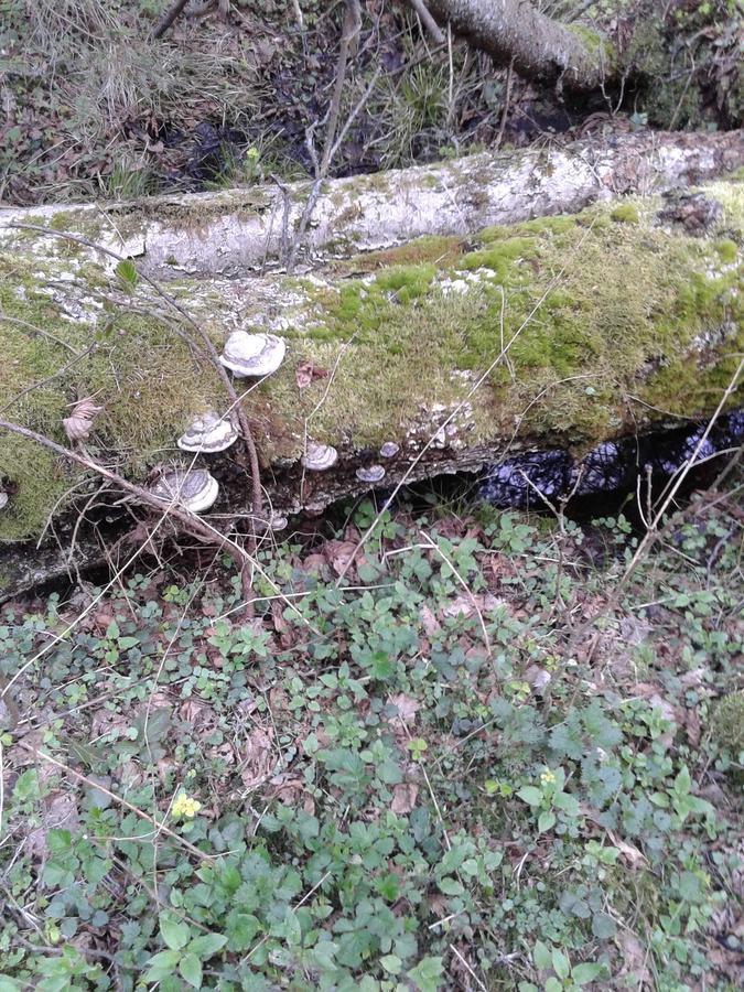 Cztery Pory Roku Guest House Białowieża Екстериор снимка