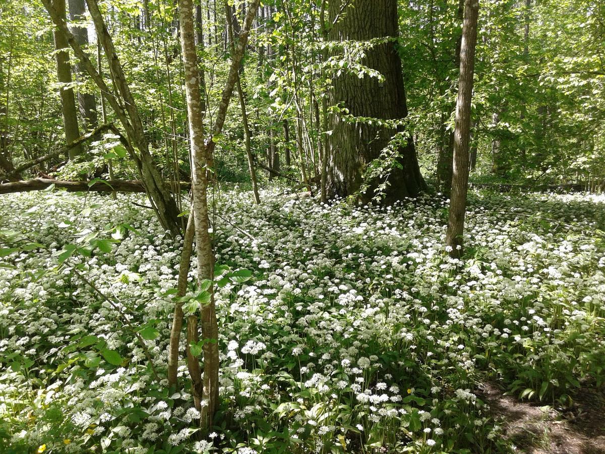 Cztery Pory Roku Guest House Białowieża Екстериор снимка
