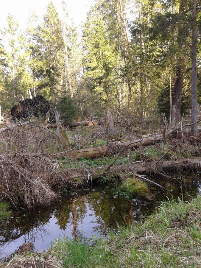 Cztery Pory Roku Guest House Białowieża Екстериор снимка